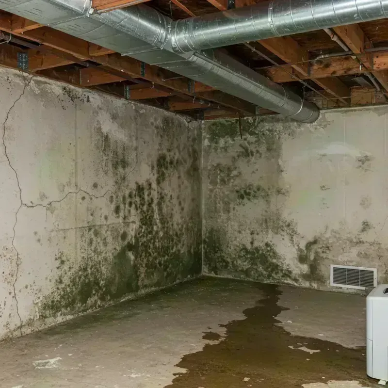 Professional Mold Removal in Amelia Court House, VA